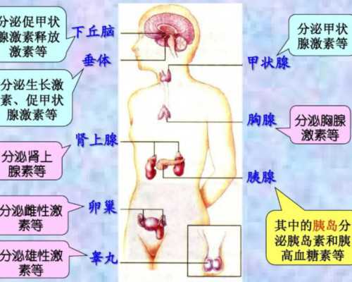 广州代怀靠谱机构,广州南方医院做第三代试管婴儿，成功率如何？